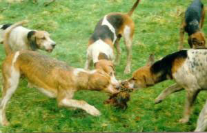 Click on image to see full-sized version HUNTED FOX LEFT OUTSIDE SCHOOL FOR CHILDREN TO WITNESS