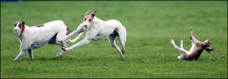 Click on image to see full-sized version Another hare come to grief at an Irish coursing event...