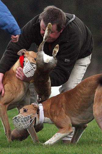 Click on image to see full-sized version Coursing apologists THIS "benefits" the Irish Hare.