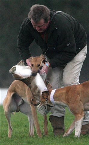 Click on image to see full-sized version The Gentle Side to Bloodsports in Ireland!