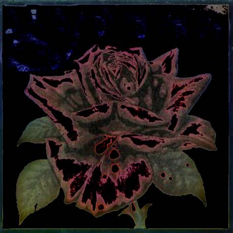 The Black Rose