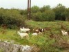 goats.jpg