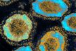 coronavirus.jpg