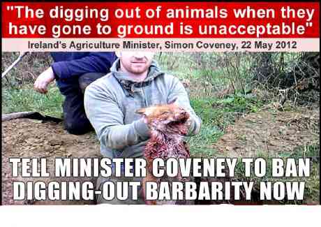 Click on image to see full-sized version The "dig-out"...permitted by the the so-called "animal welfare" act