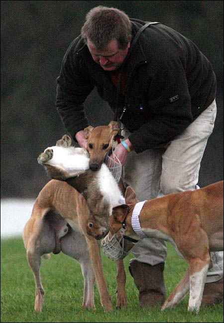 Click on image to see full-sized version Hare coursing "sport"