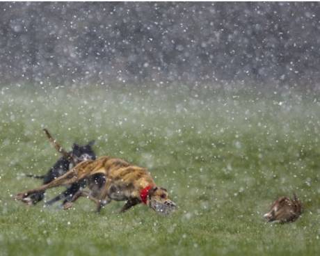 Click on image to see full-sized version Hares can be coursed in the worst weather conditions...