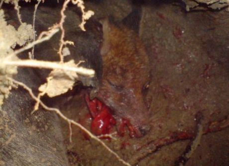 Click on image to see full-sized version fox_broken_with_broken_jaw_after_dig_out.jpg