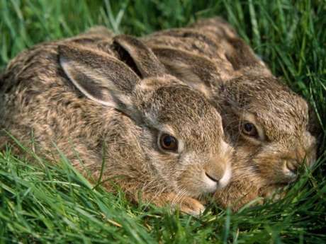 Click on image to see full-sized version Victims of Irish coursing horror
